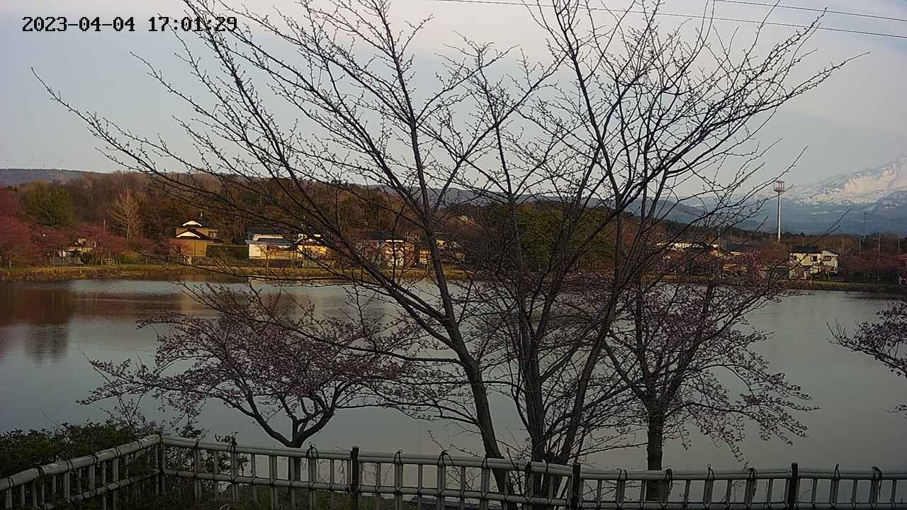 sakura2-20230404170129.jpg
