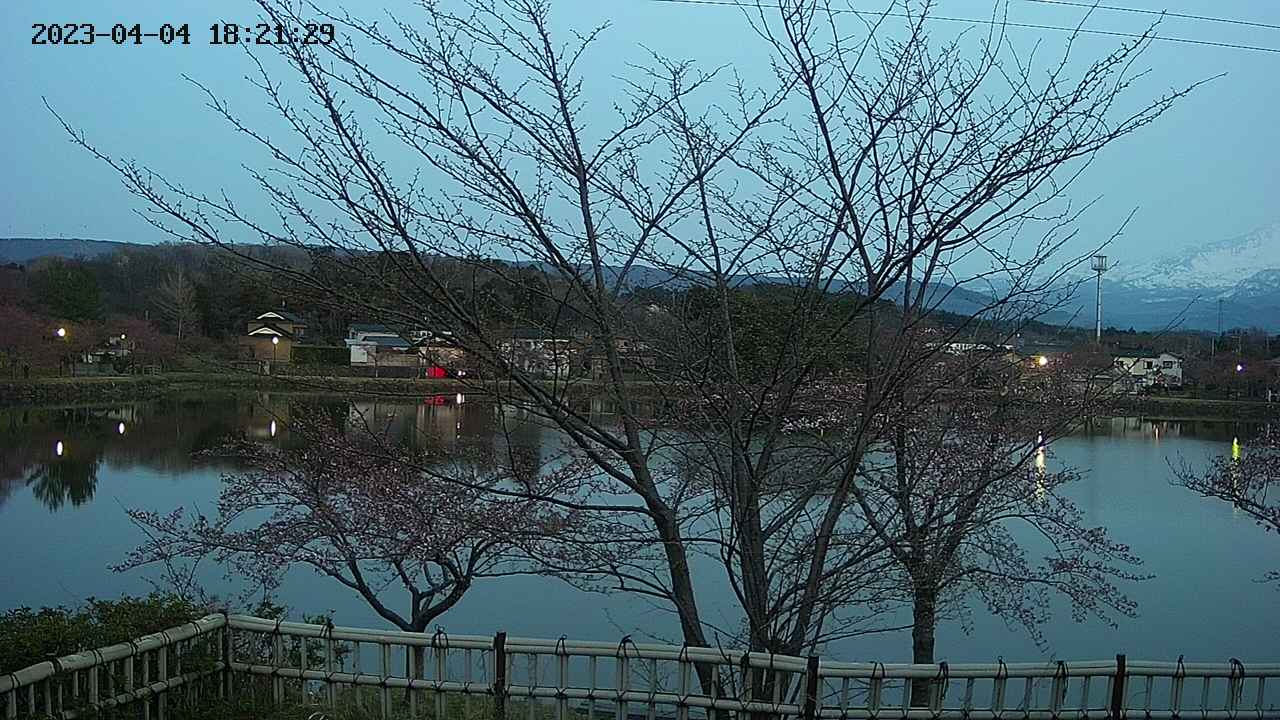 sakura2-20230404182129.jpg