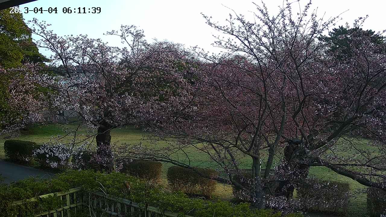 sakura3-20230404061140.jpg