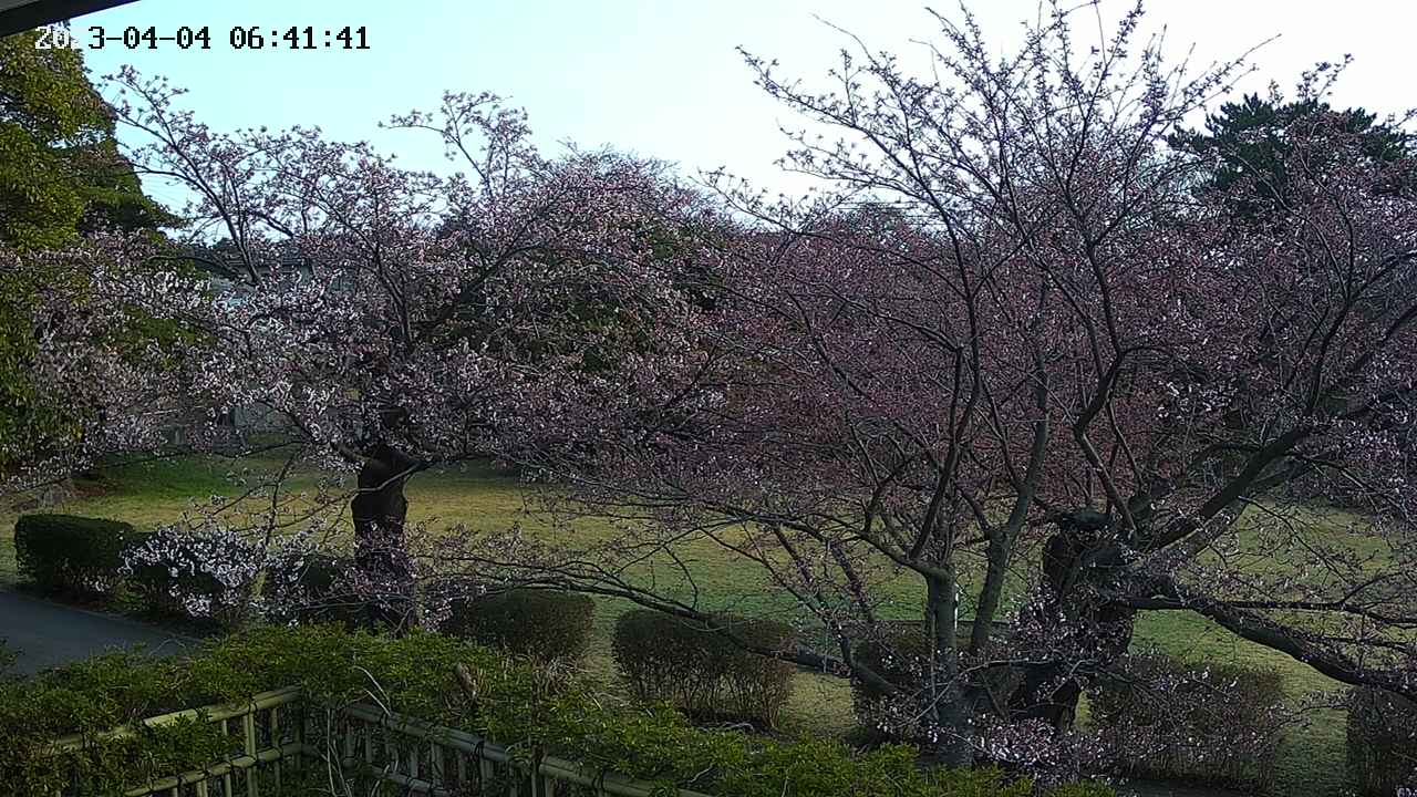 sakura3-20230404064142.jpg
