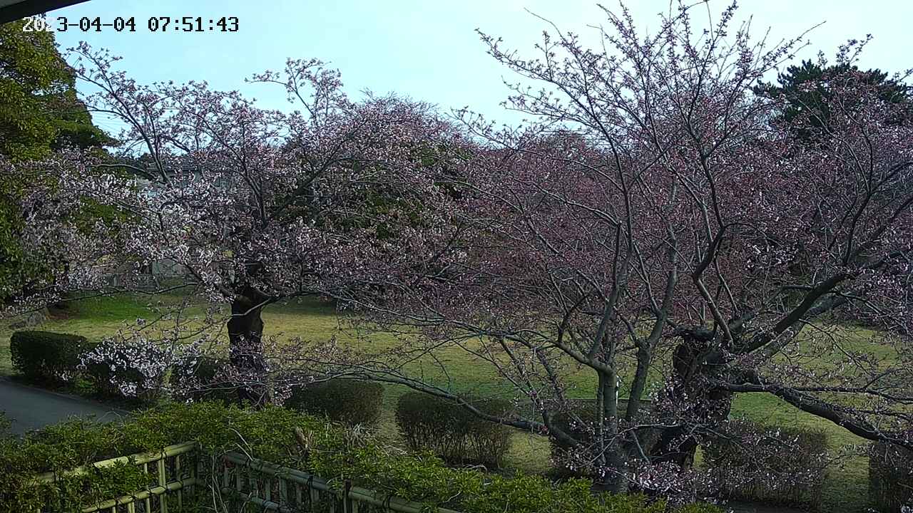 sakura3-20230404075145.jpg