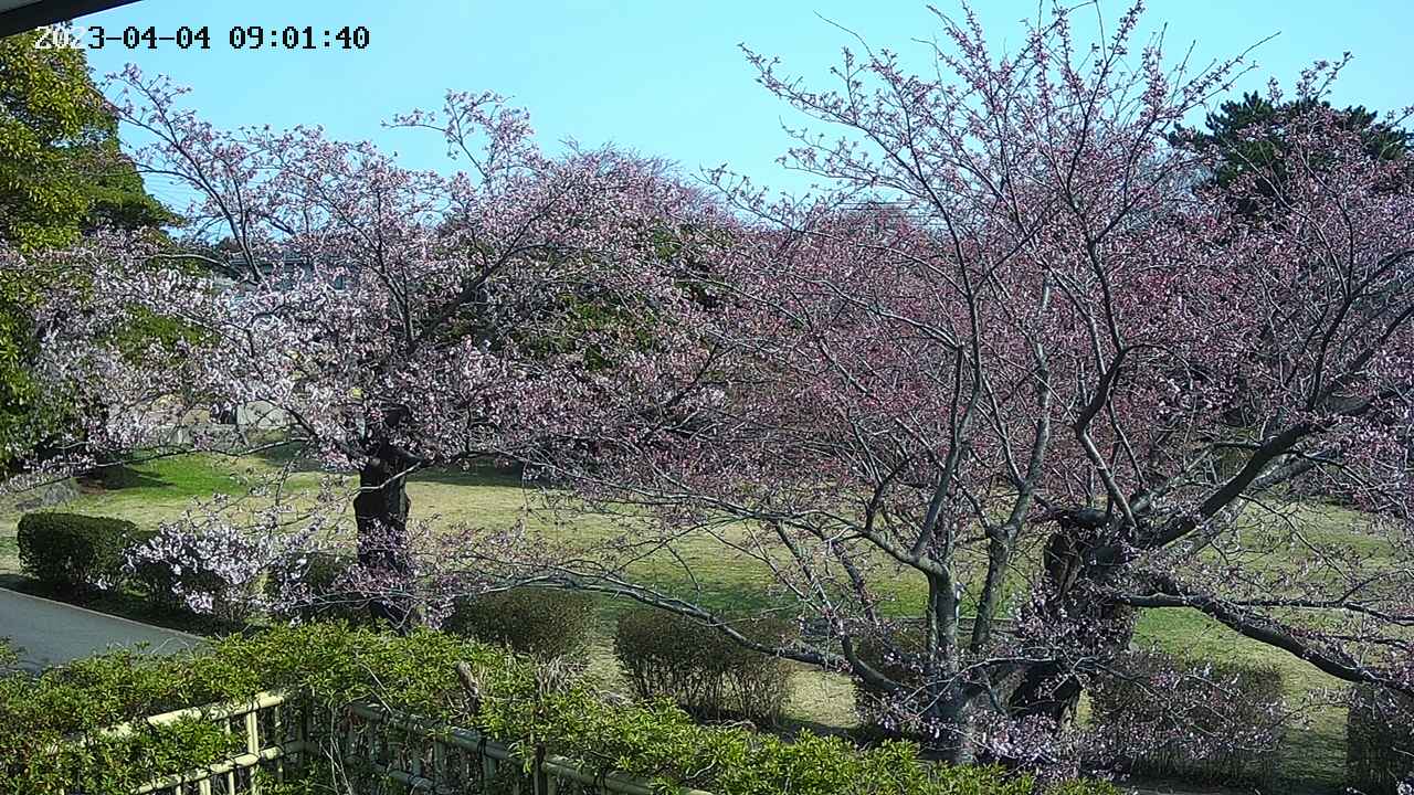 sakura3-20230404090142.jpg