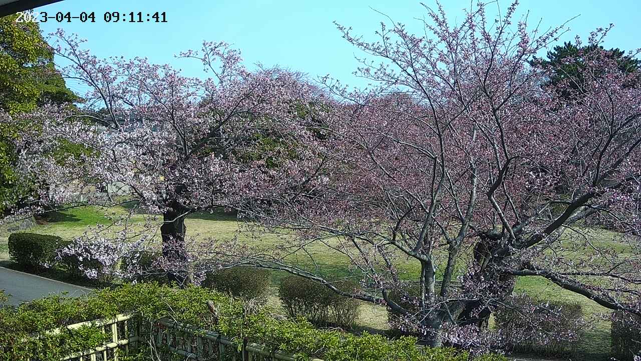 sakura3-20230404091142.jpg