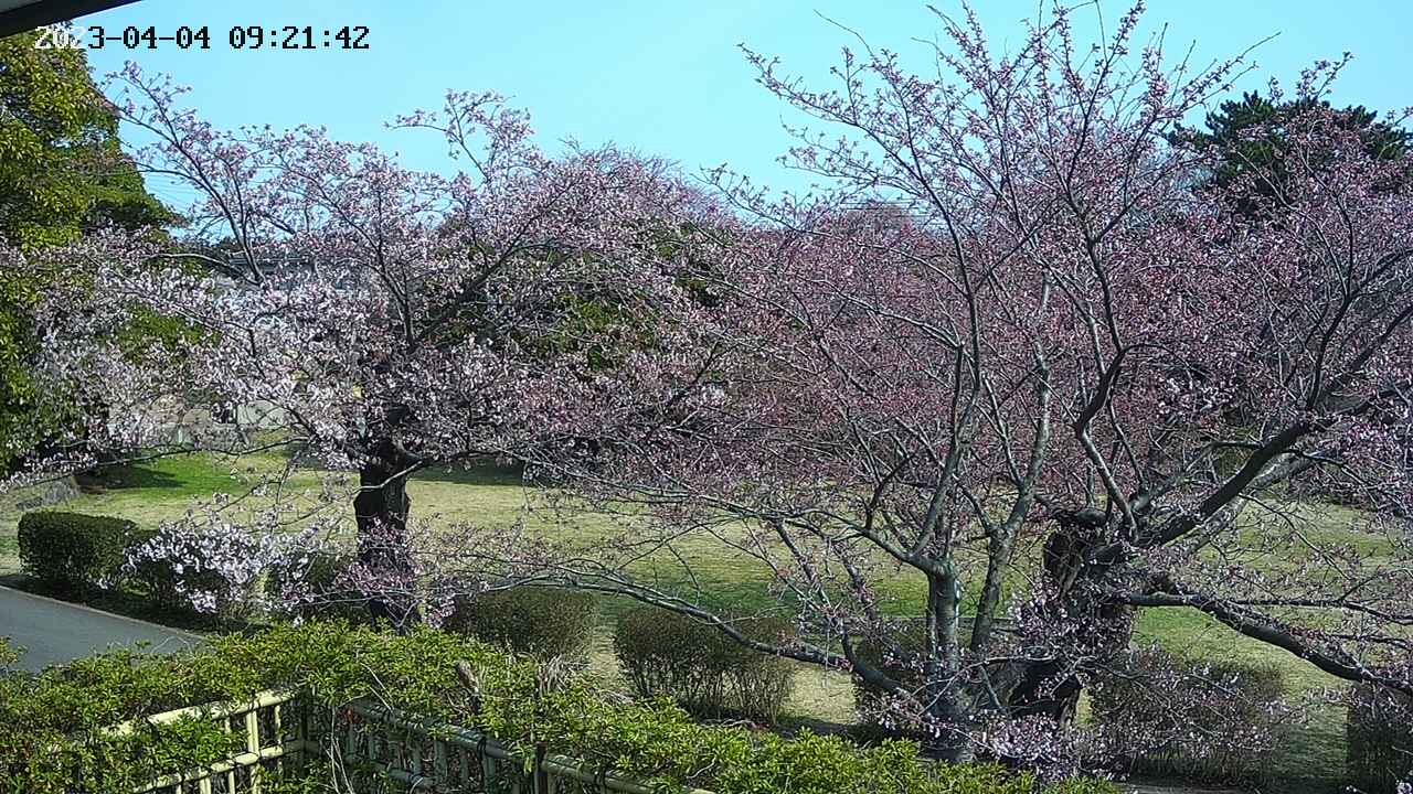 sakura3-20230404092144.jpg