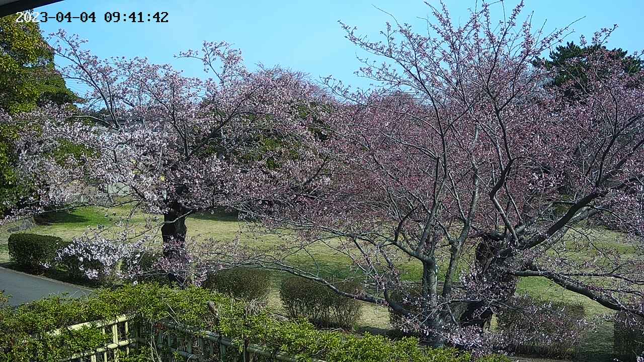 sakura3-20230404094143.jpg