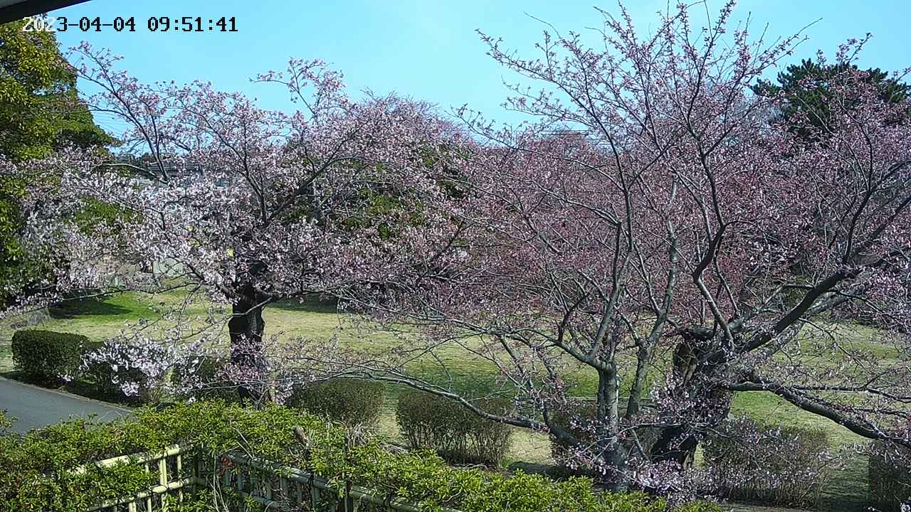 sakura3-20230404095142.jpg