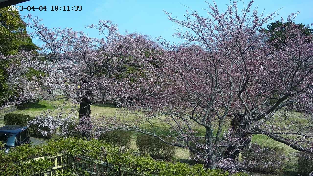 sakura3-20230404101141.jpg