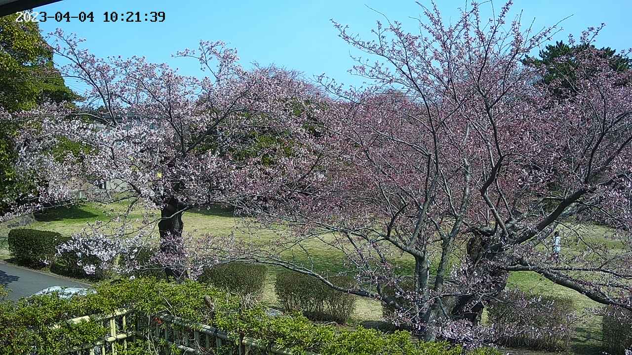 sakura3-20230404102141.jpg
