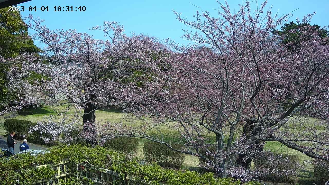 sakura3-20230404103141.jpg