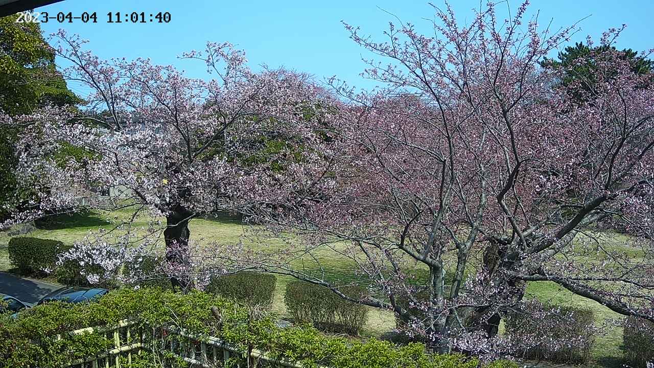 sakura3-20230404110142.jpg