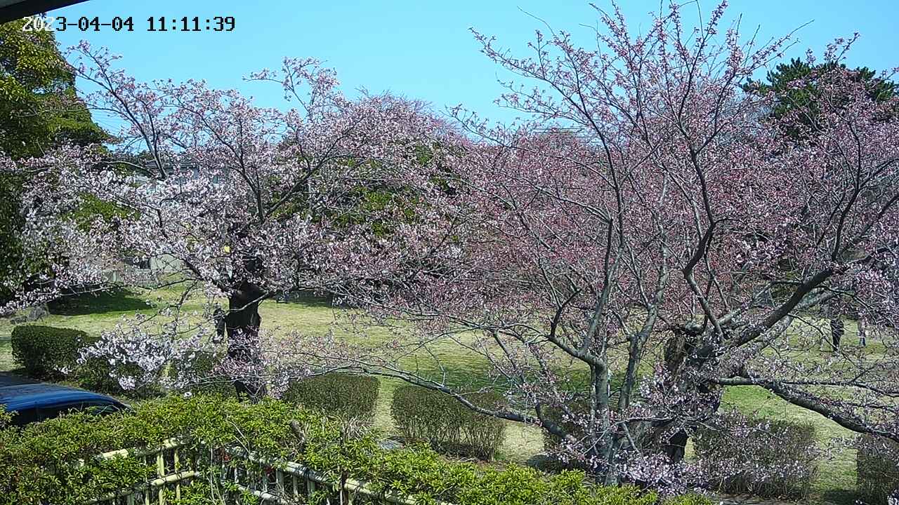 sakura3-20230404111141.jpg