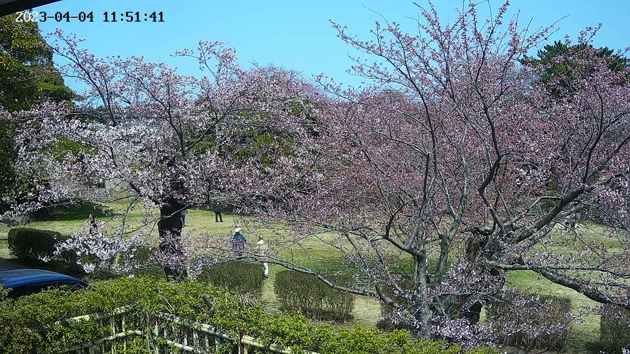 sakura3-20230404115142.jpg