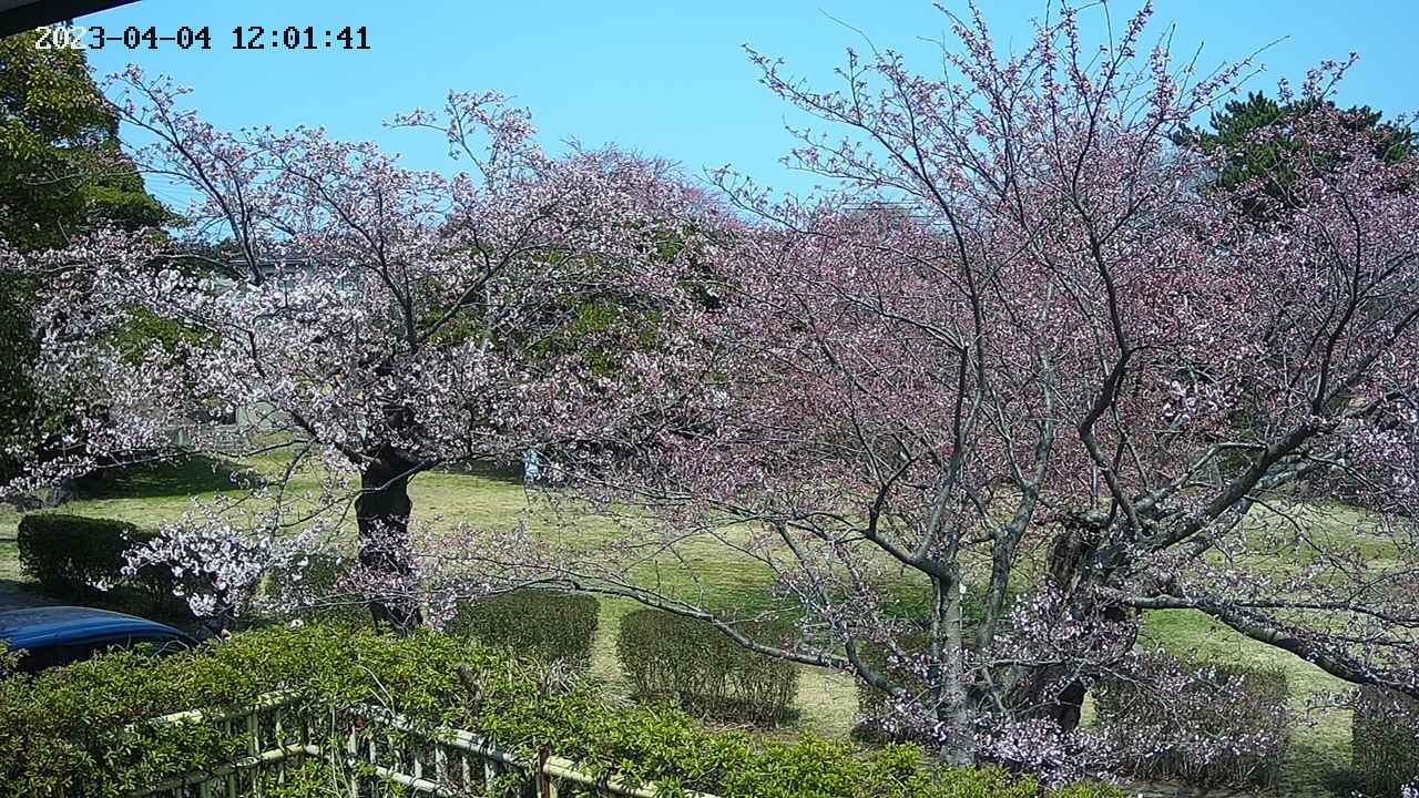sakura3-20230404120143.jpg