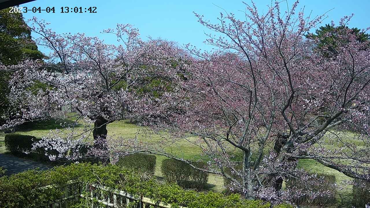 sakura3-20230404130144.jpg