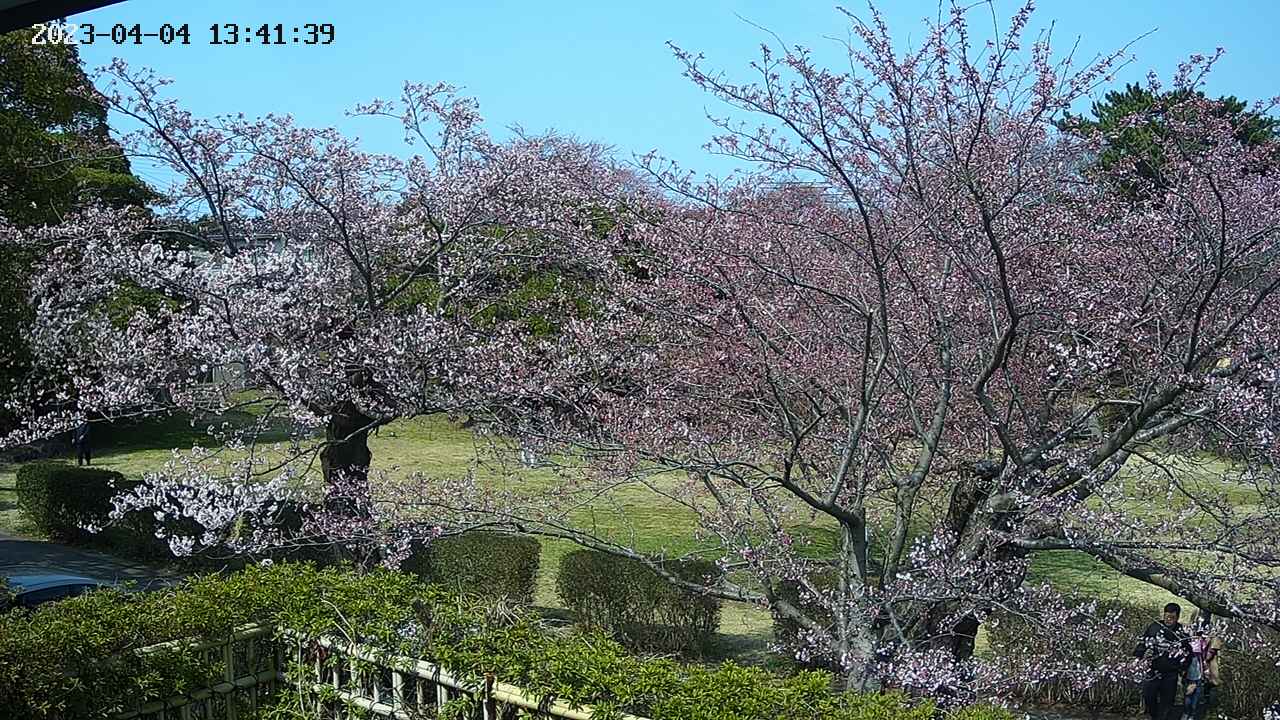 sakura3-20230404134141.jpg