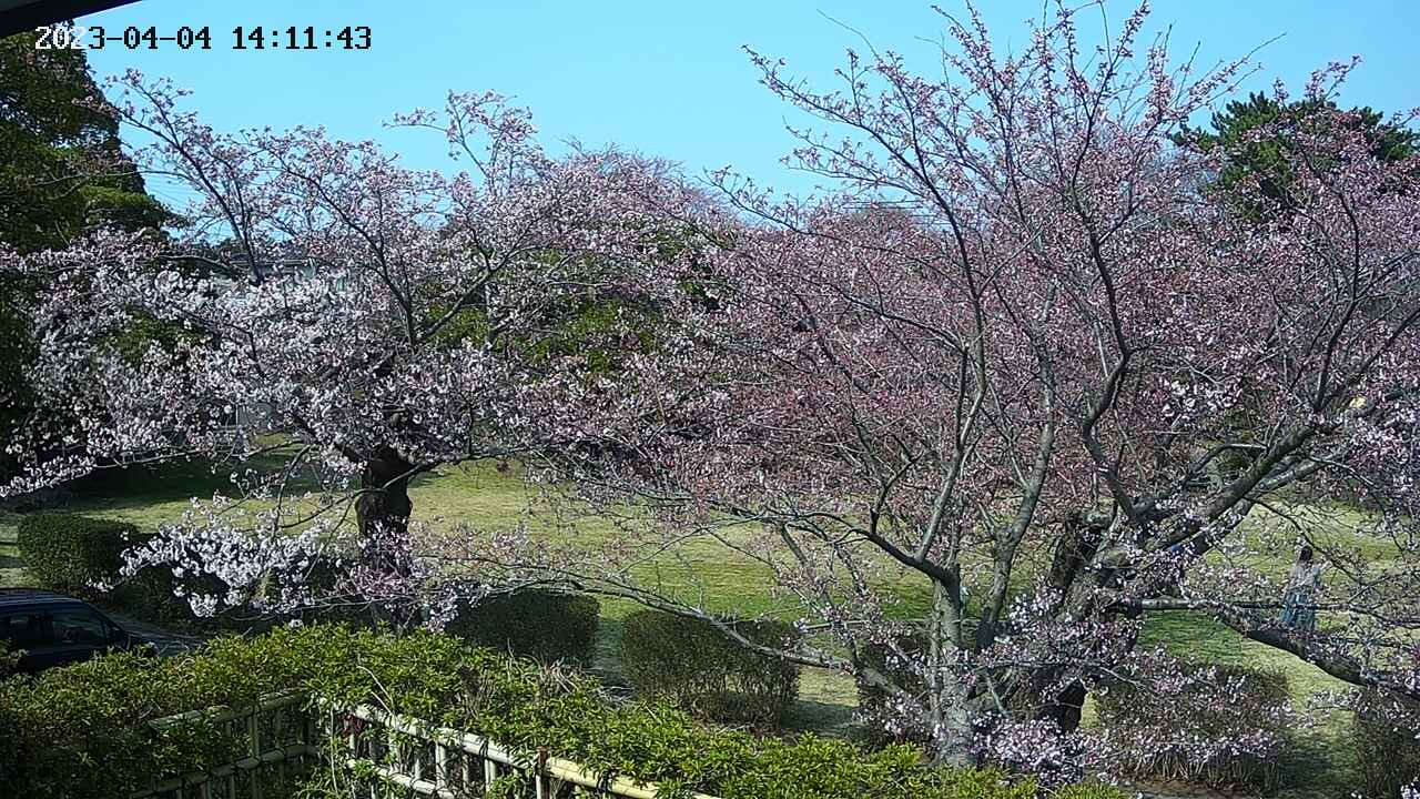 sakura3-20230404141144.jpg