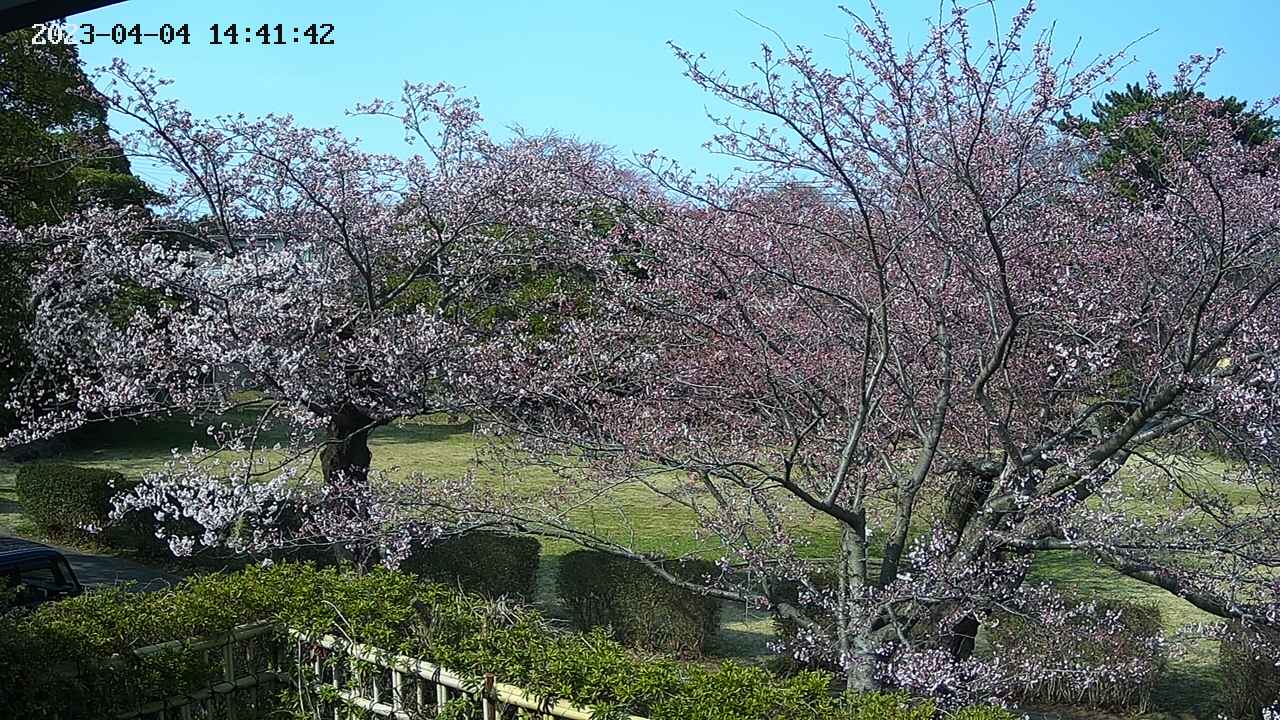 sakura3-20230404144143.jpg
