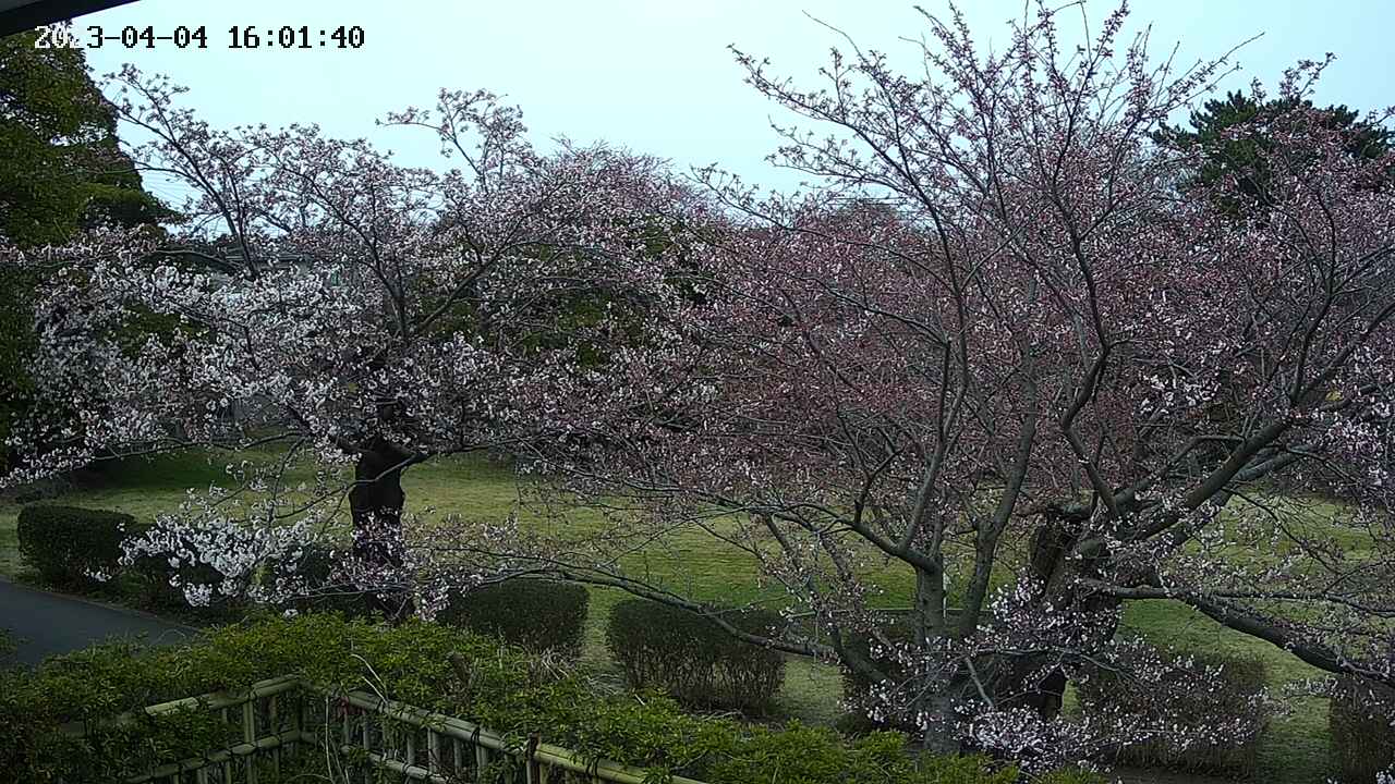 sakura3-20230404160142.jpg