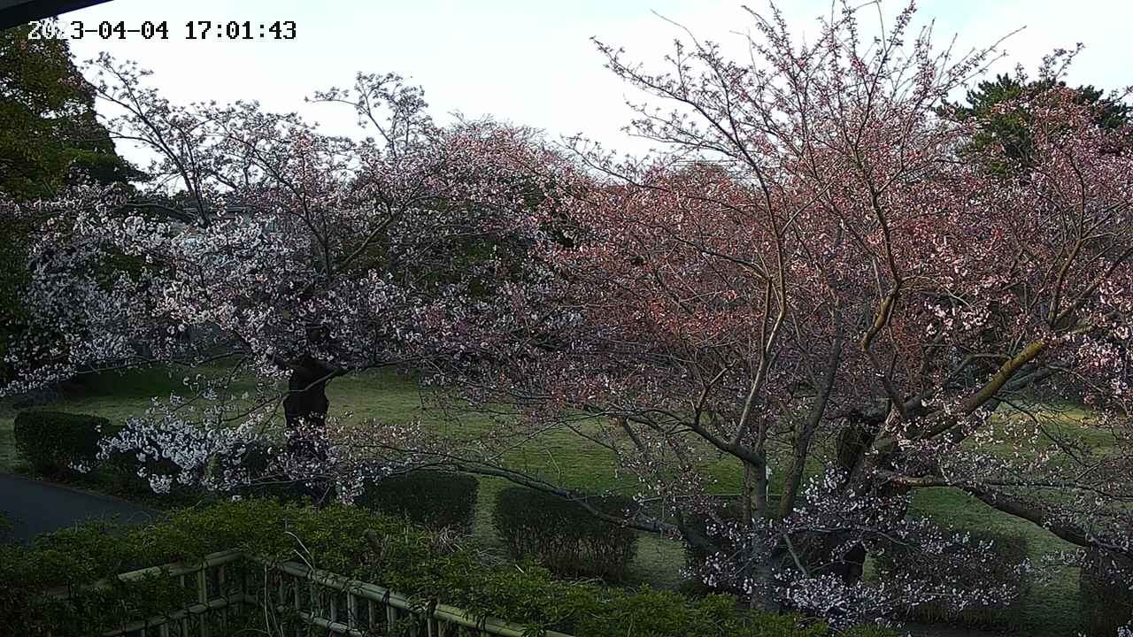 sakura3-20230404170143.jpg