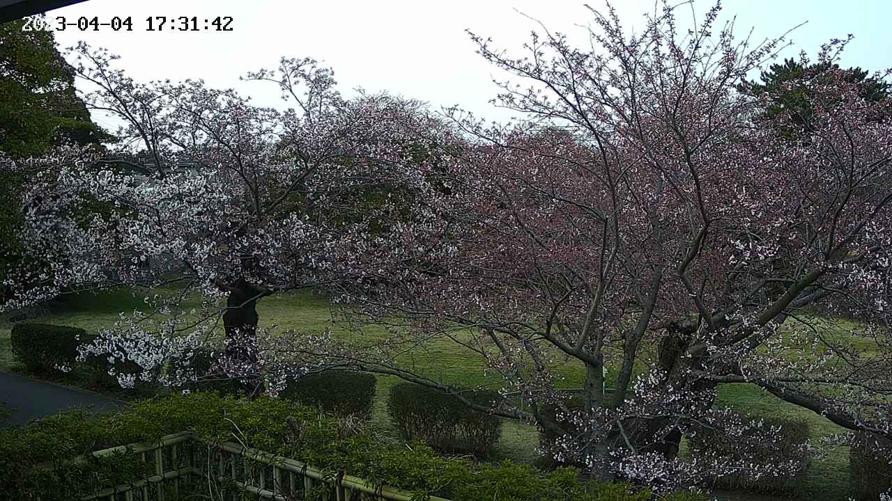 sakura3-20230404173143.jpg