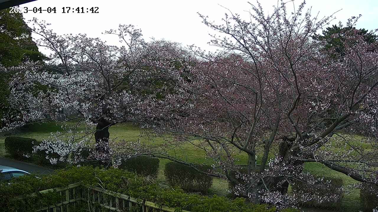 sakura3-20230404174143.jpg