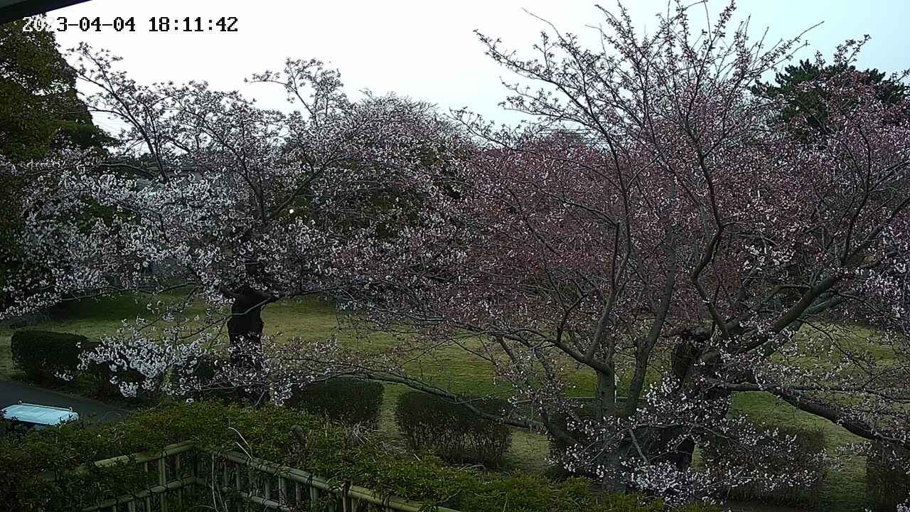 sakura3-20230404181143.jpg