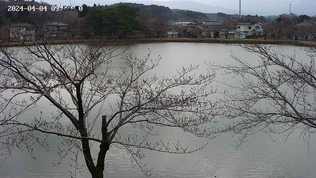 sakura3-20240404095042.jpg