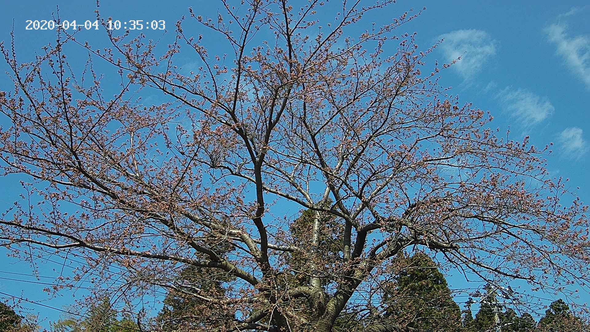 sakura420200404103502.jpg