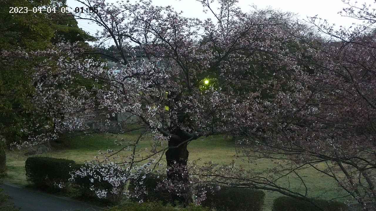 sakura4-20230404050156.jpg