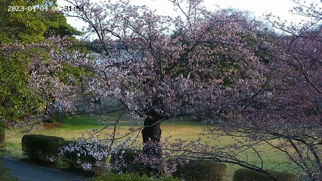 sakura4-20230404063155.jpg