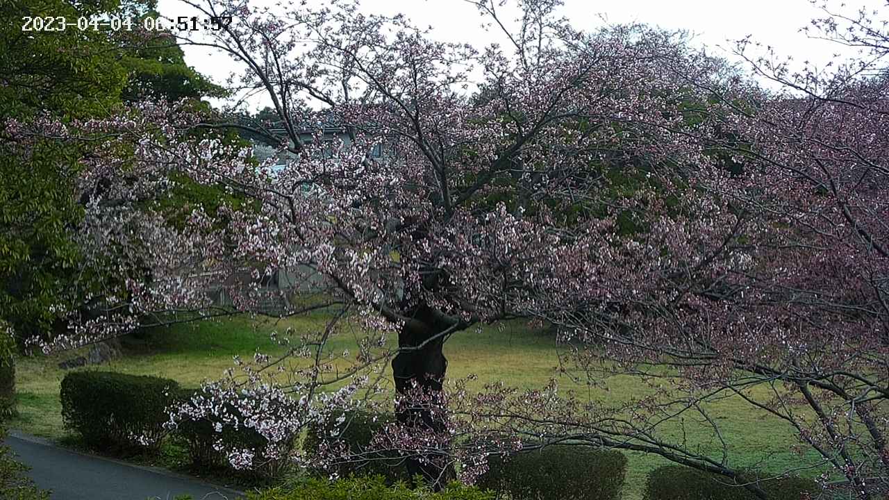 sakura4-20230404065158.jpg