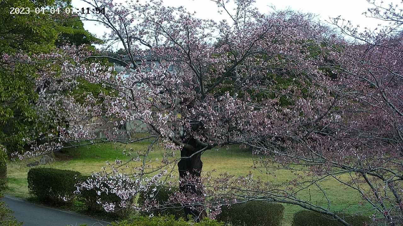 sakura4-20230404071155.jpg