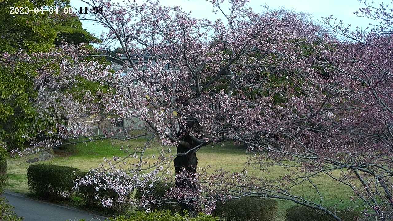 sakura4-20230404081155.jpg