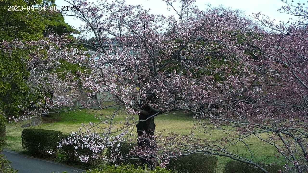 sakura4-20230404082154.jpg