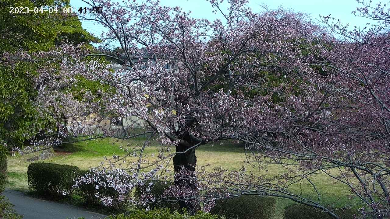 sakura4-20230404084157.jpg