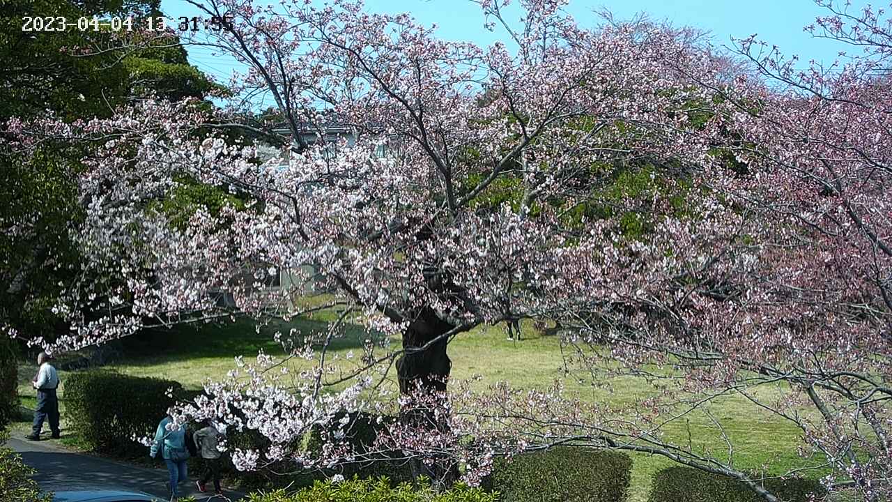 sakura4-20230404133157.jpg