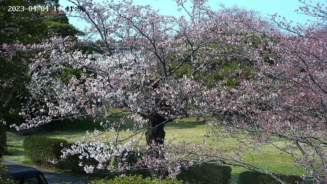 sakura4-20230404144157.jpg