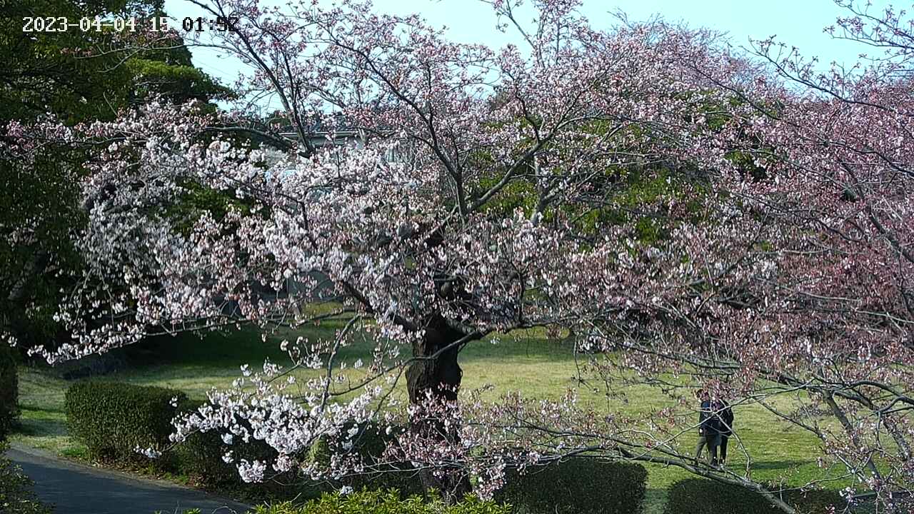sakura4-20230404150154.jpg
