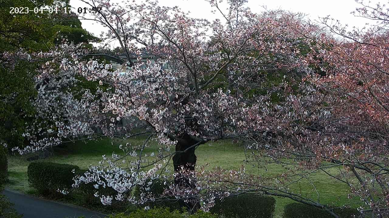 sakura4-20230404170158.jpg