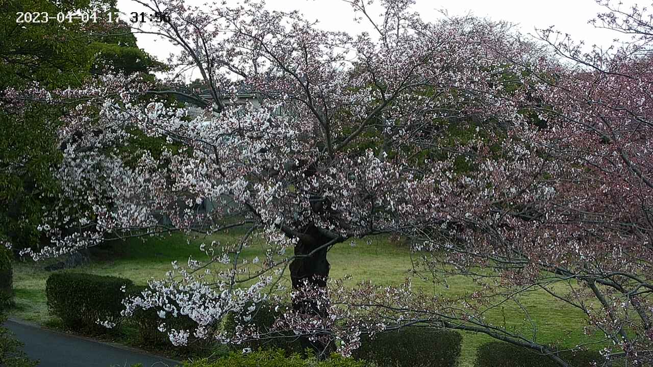 sakura4-20230404173157.jpg