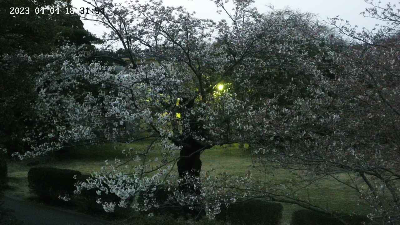 sakura4-20230404183155.jpg