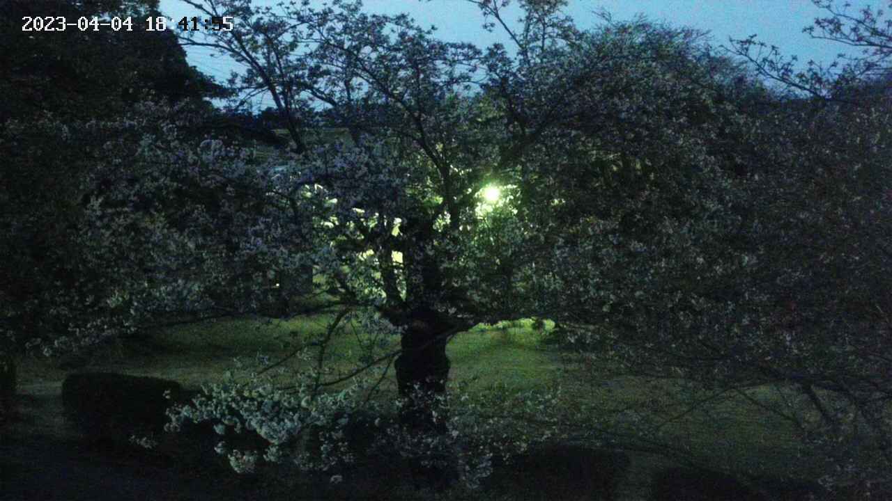 sakura4-20230404184155.jpg