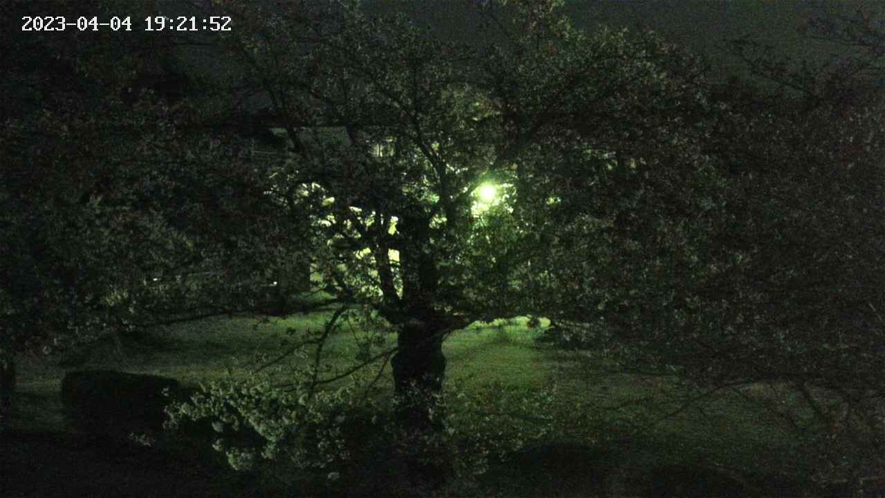 sakura4-20230404192153.jpg