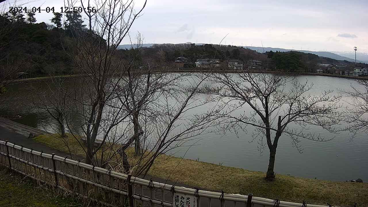 sakura4-20240404125057.jpg