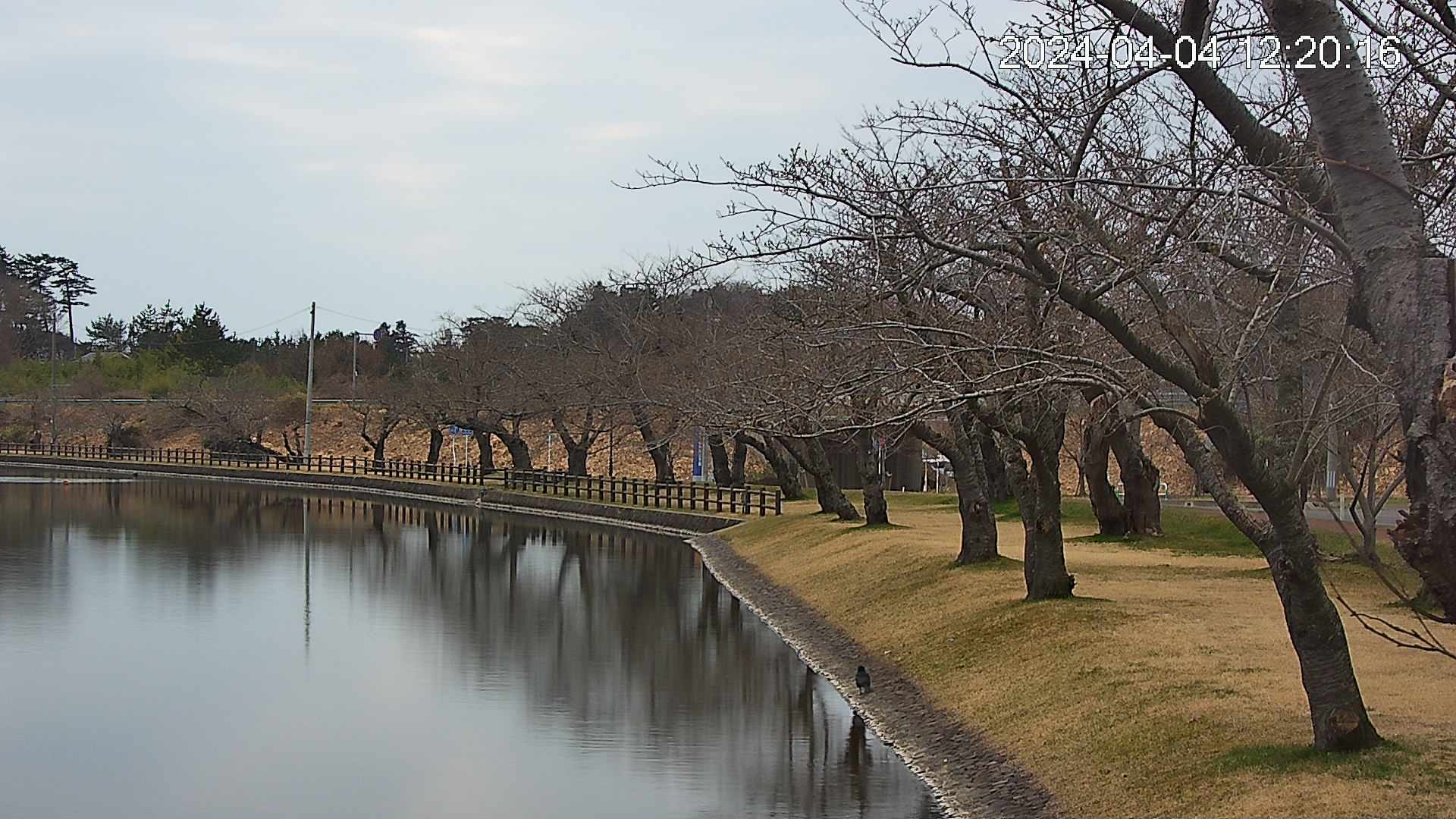 shirase2-20240404122016.jpg