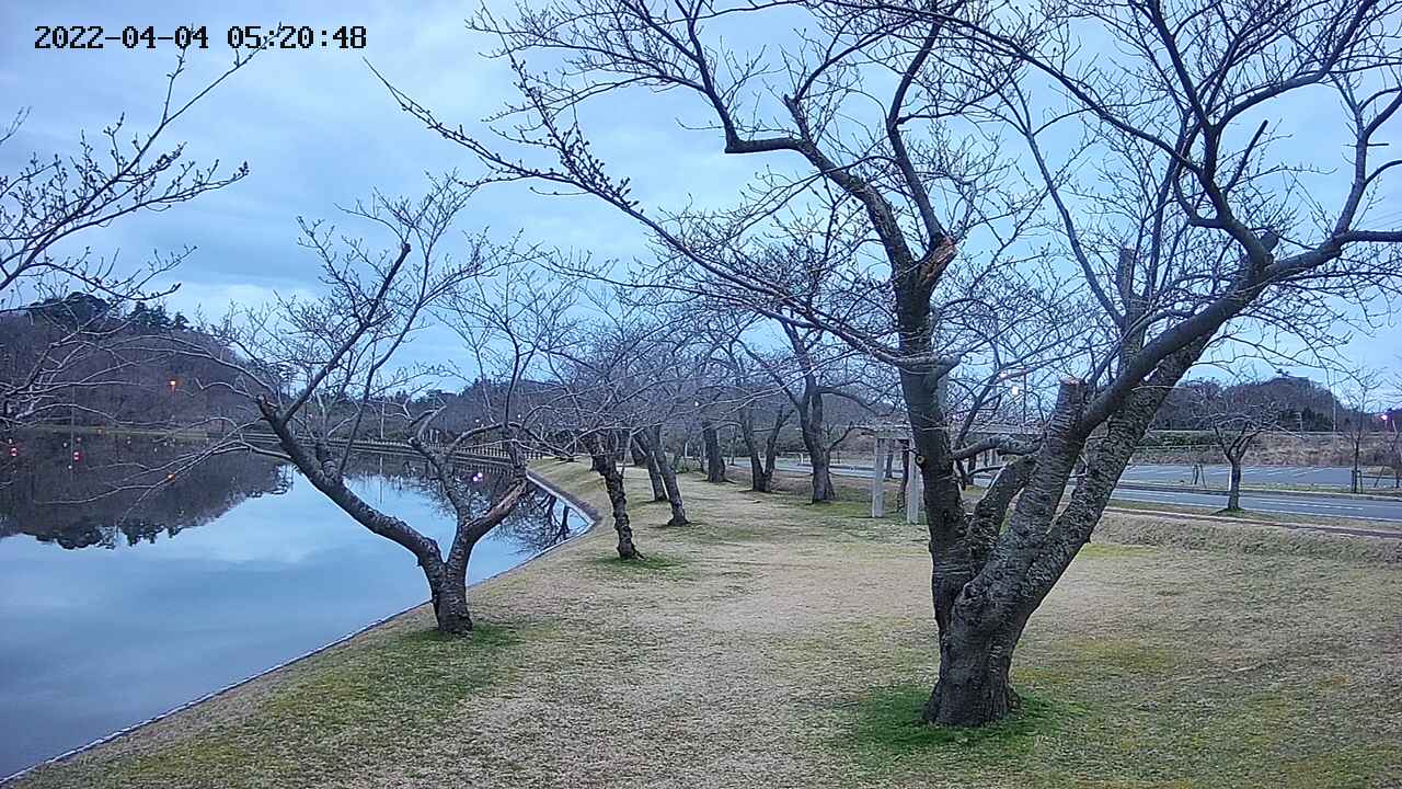 shirase420220404052051.jpg