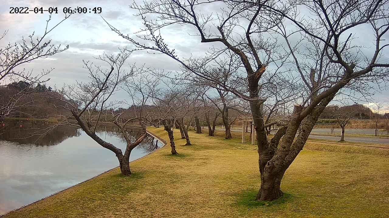 shirase420220404060052.jpg