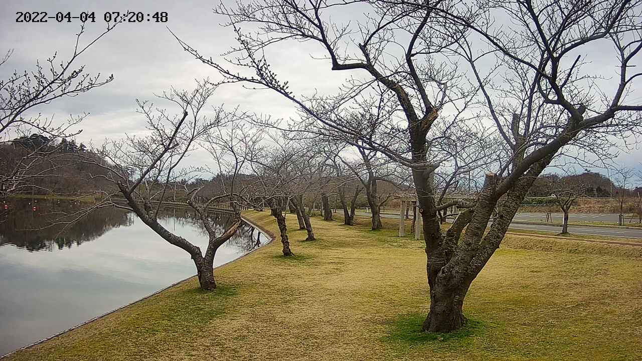 shirase420220404072052.jpg