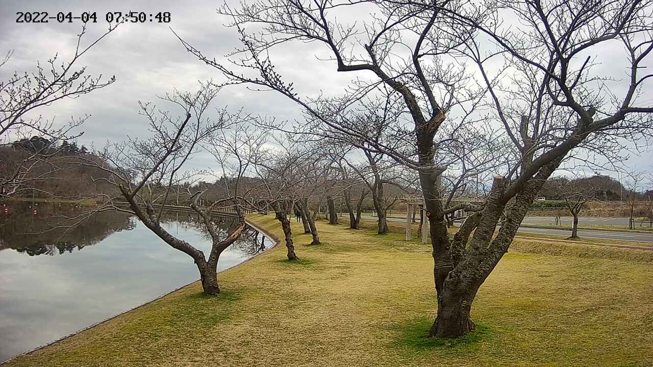 shirase420220404075051.jpg