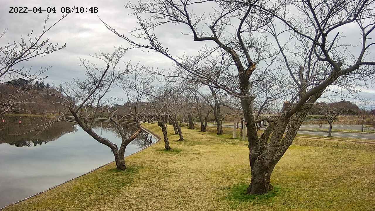 shirase420220404081051.jpg
